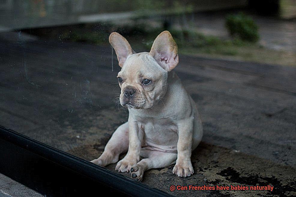 Can Frenchies have babies naturally-3