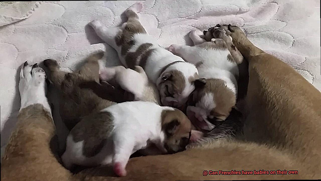 Can Frenchies have babies on their own-3