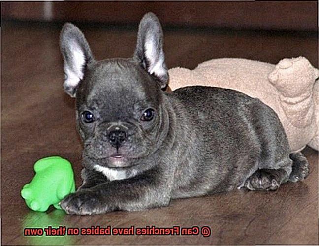 Can Frenchies have babies on their own-4