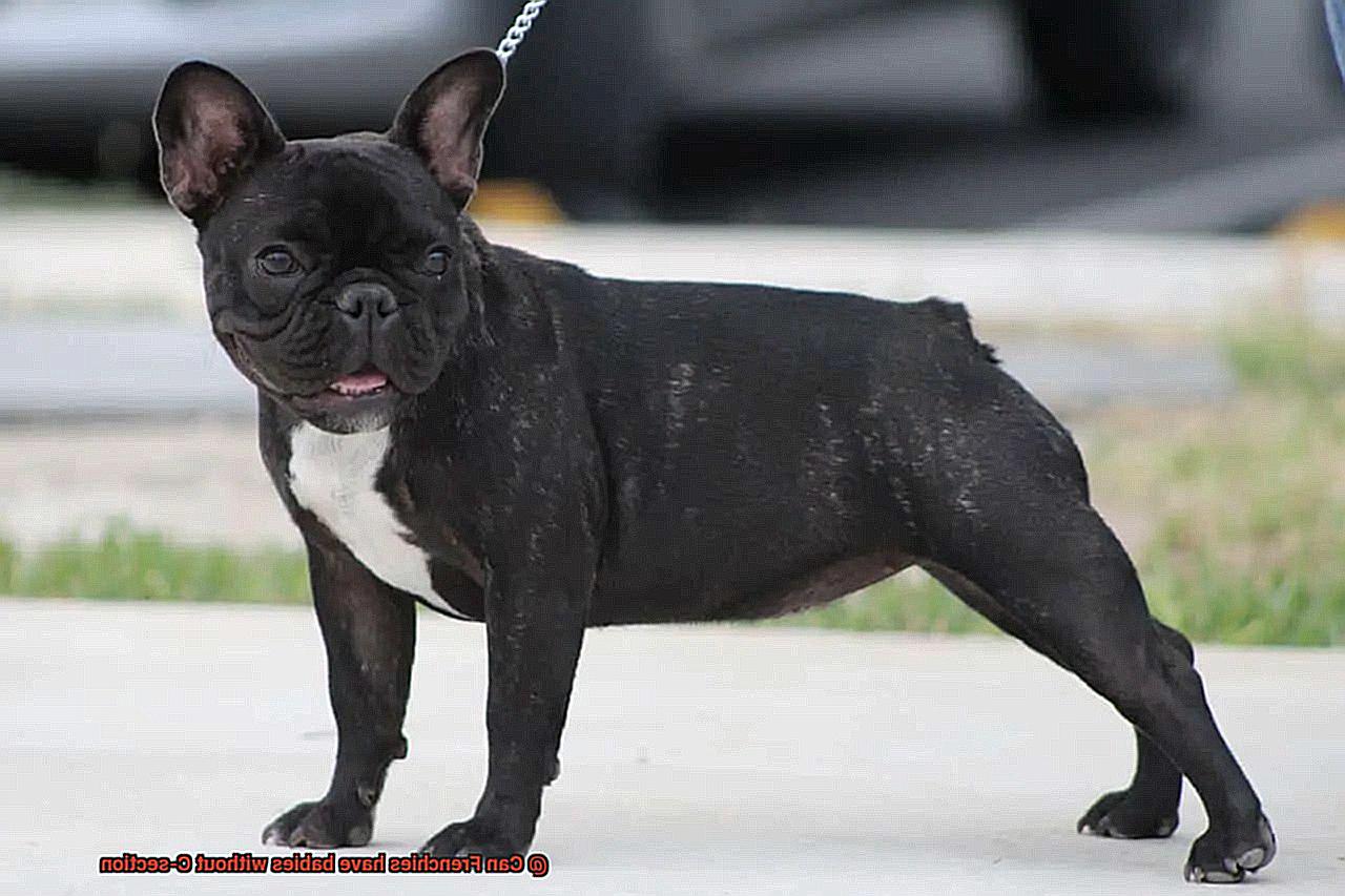 Can Frenchies have babies without C-section-4