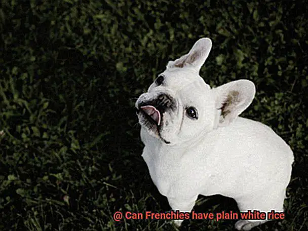 Can Frenchies have plain white rice-4