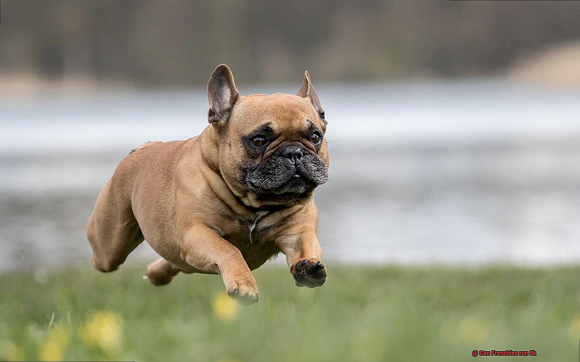 Can Frenchies run 5k-5