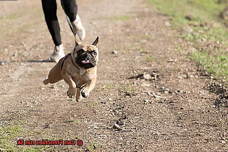 Can Frenchies run 5k-3