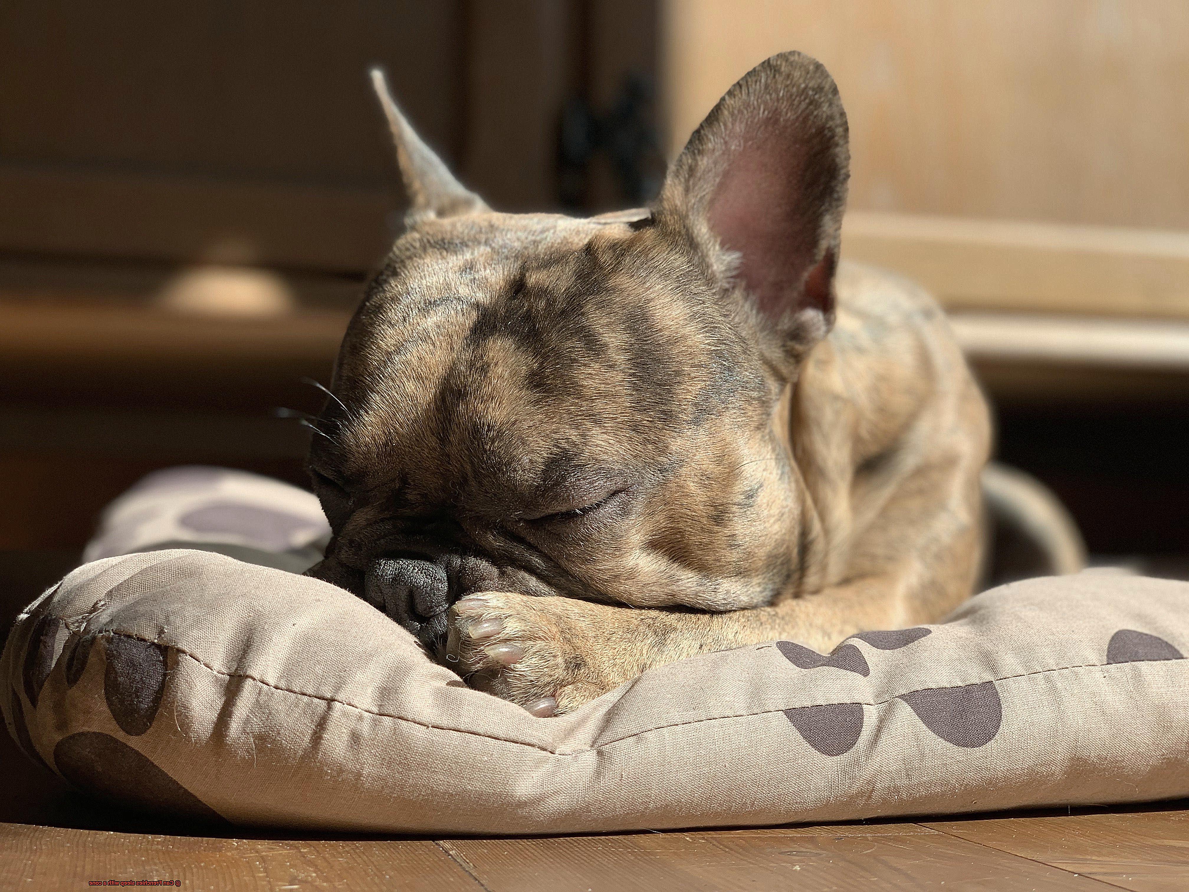 Can Frenchies sleep with a cone-4