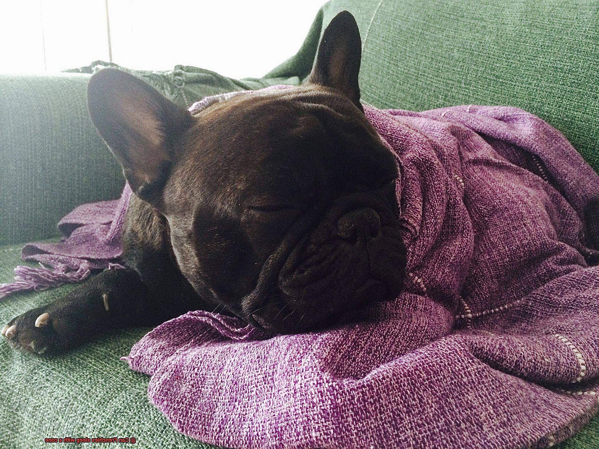 Can Frenchies sleep with a cone-3