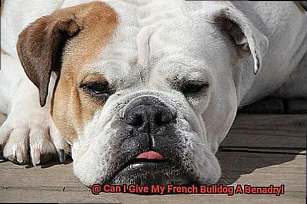 Can I Give My French Bulldog A Benadryl-3