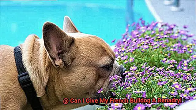 Can I Give My French Bulldog A Benadryl-7