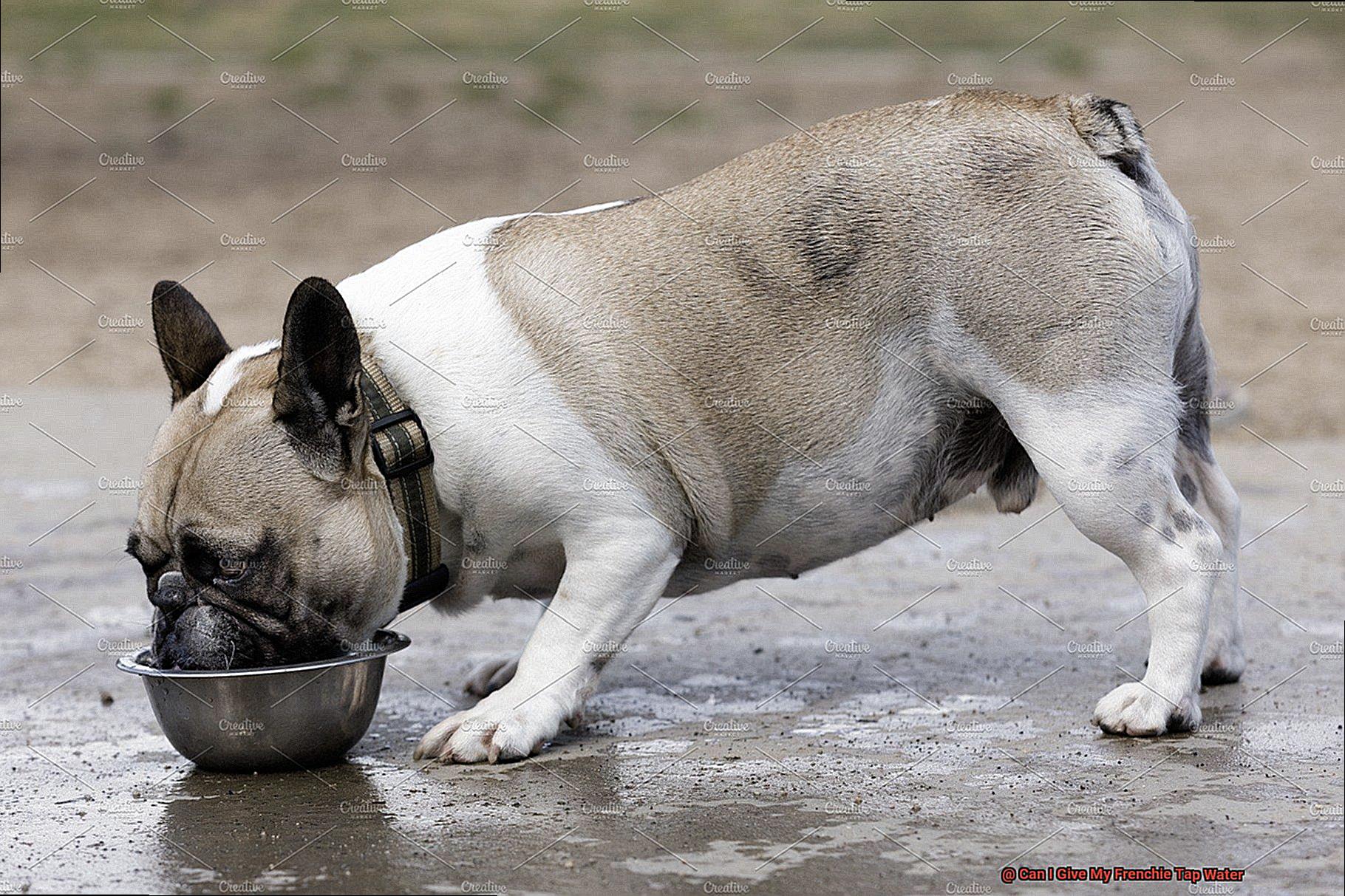 Can I Give My Frenchie Tap Water-2