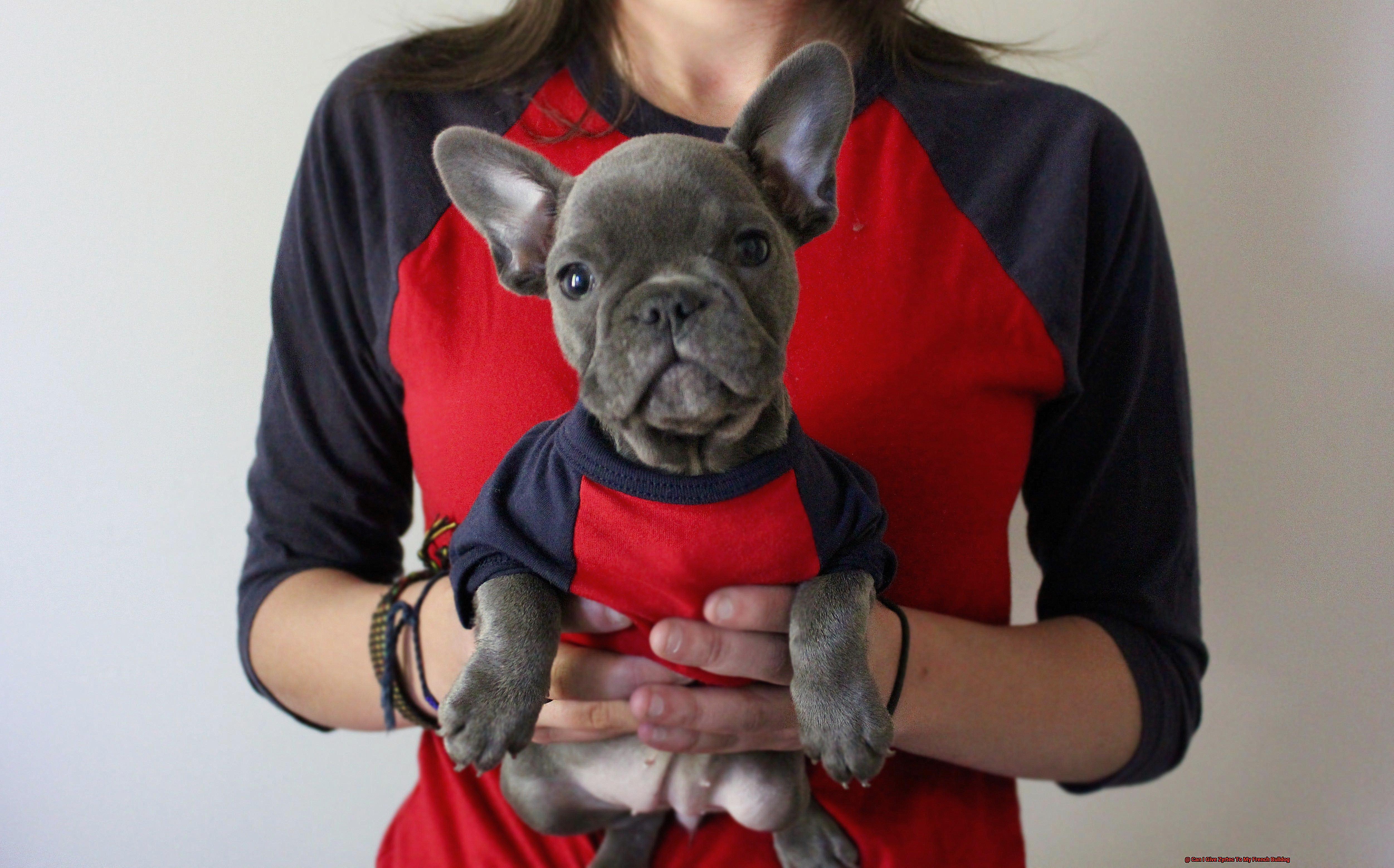 Can I Give Zyrtec To My French Bulldog-4