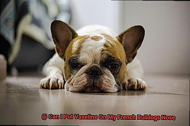 Can I Put Vaseline On My French Bulldogs Nose-3