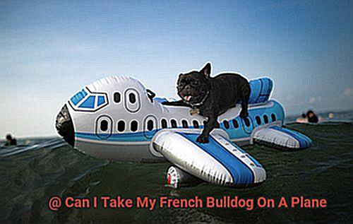 Can I Take My French Bulldog On A Plane-5