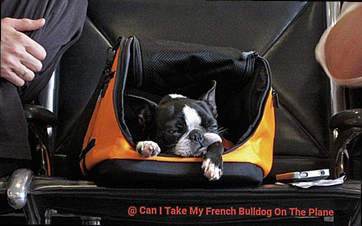 Can I Take My French Bulldog On The Plane-5