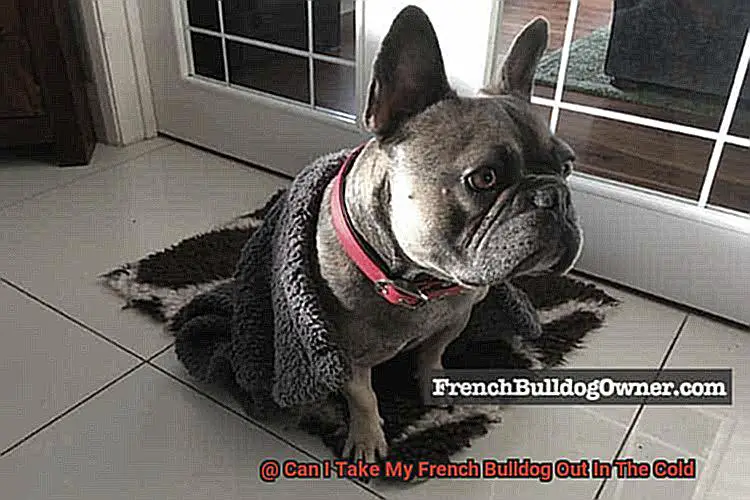 Can I Take My French Bulldog Out In The Cold-2