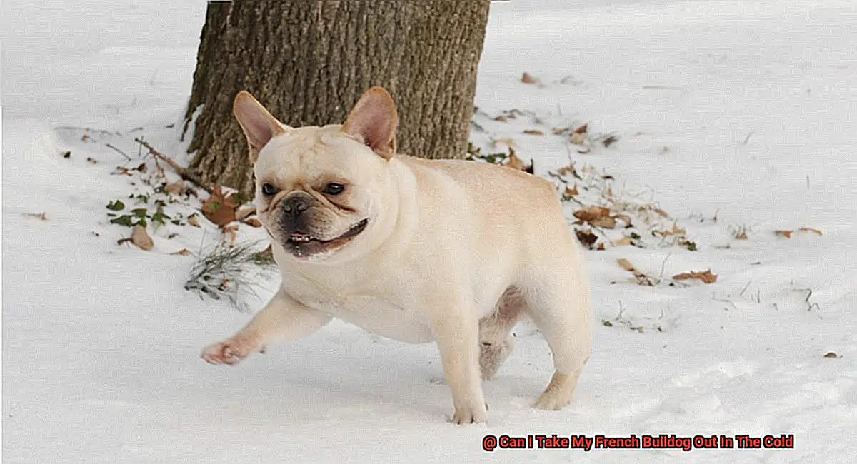 Can I Take My French Bulldog Out In The Cold-4