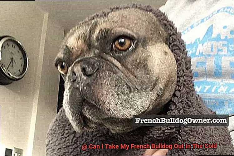 Can I Take My French Bulldog Out In The Cold-5