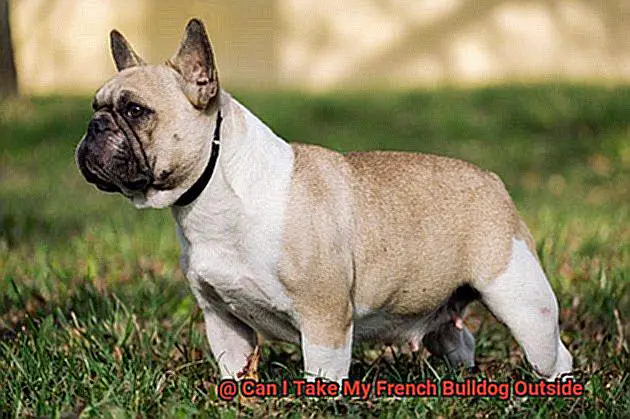 Can I Take My French Bulldog Outside-3