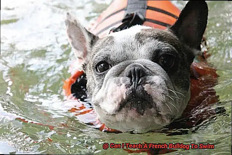 Can I Teach A French Bulldog To Swim-4