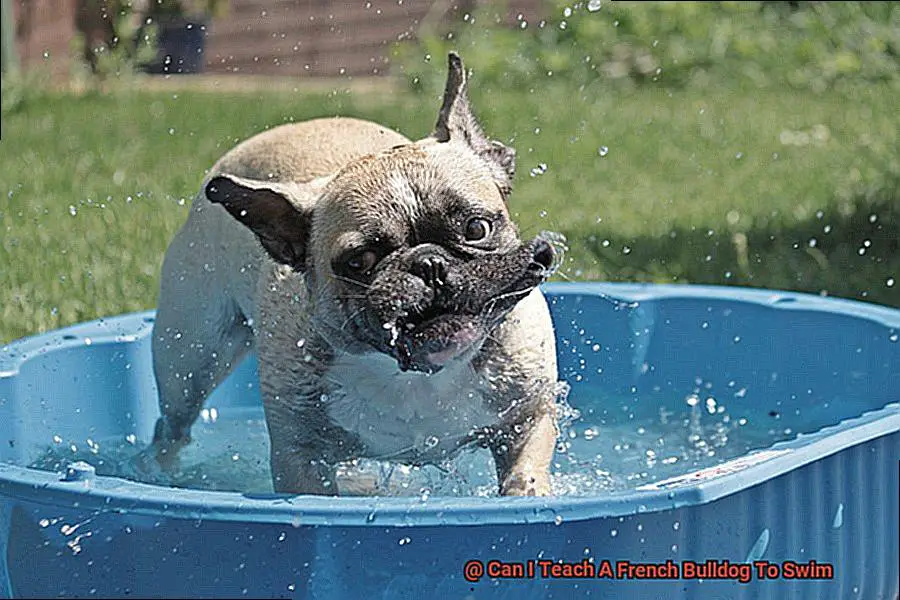 Can I Teach A French Bulldog To Swim-2