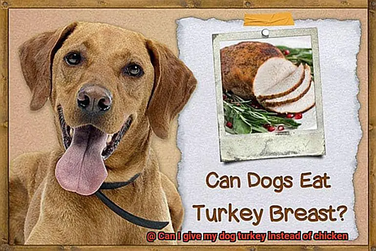 Can I give my dog turkey instead of chicken-4