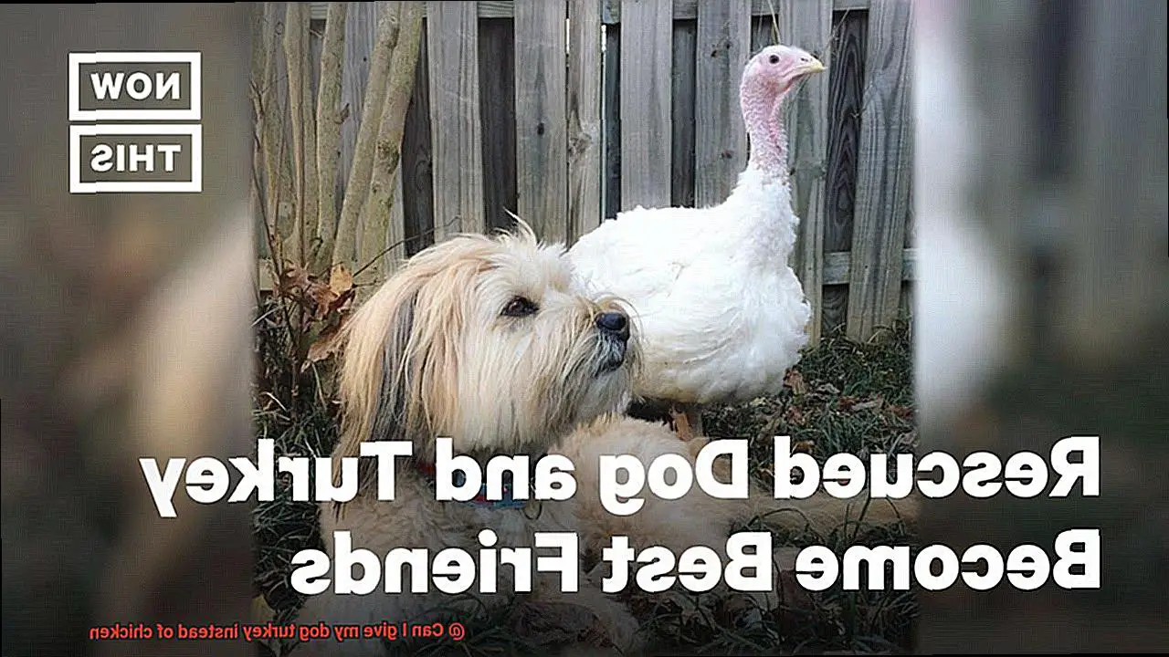 Can I give my dog turkey instead of chicken-6