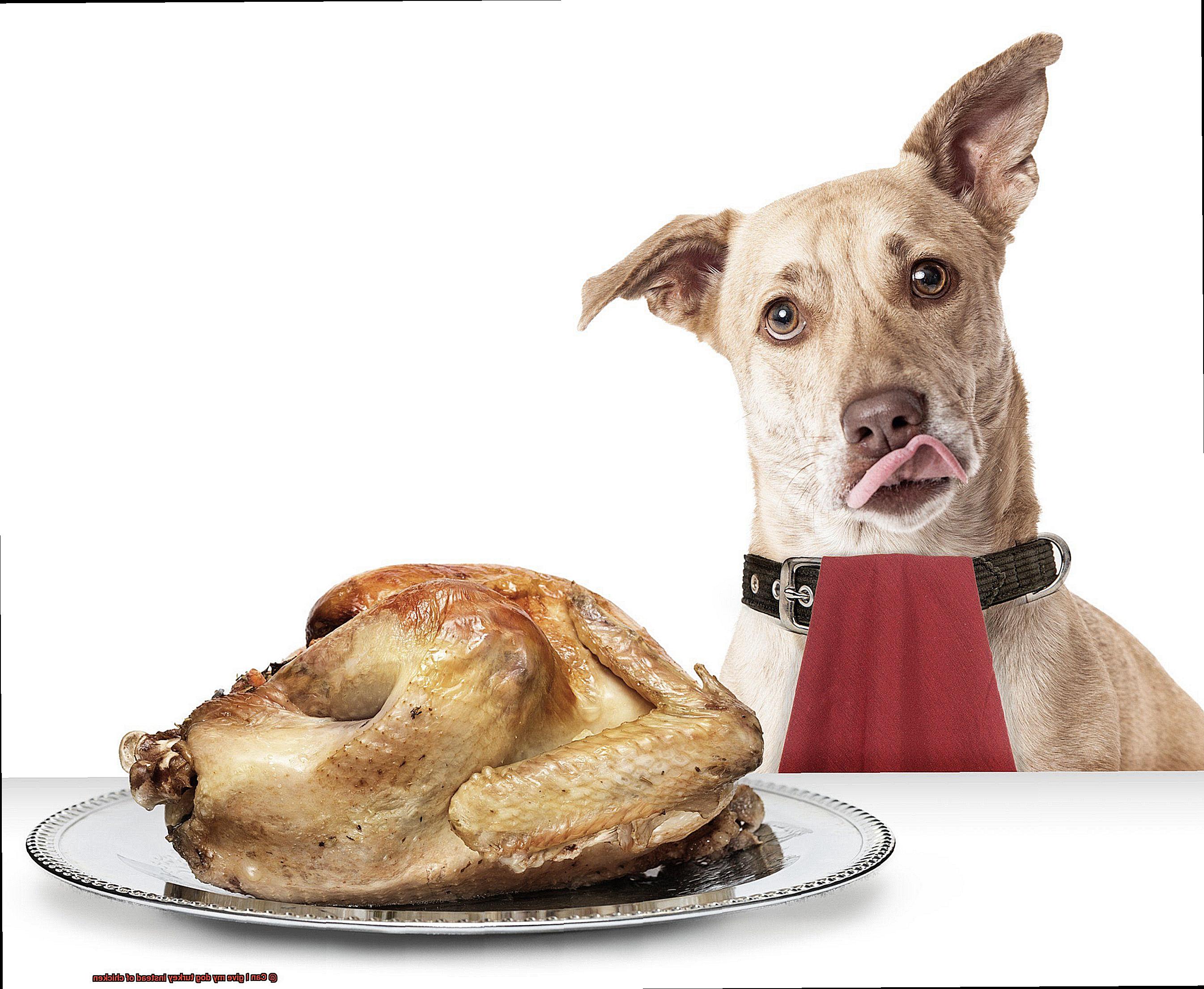 Can I give my dog turkey instead of chicken-5