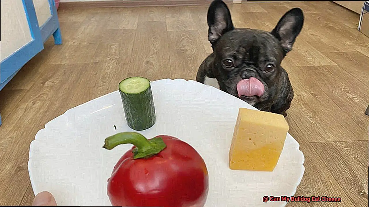 Can My Bulldog Eat Cheese-5