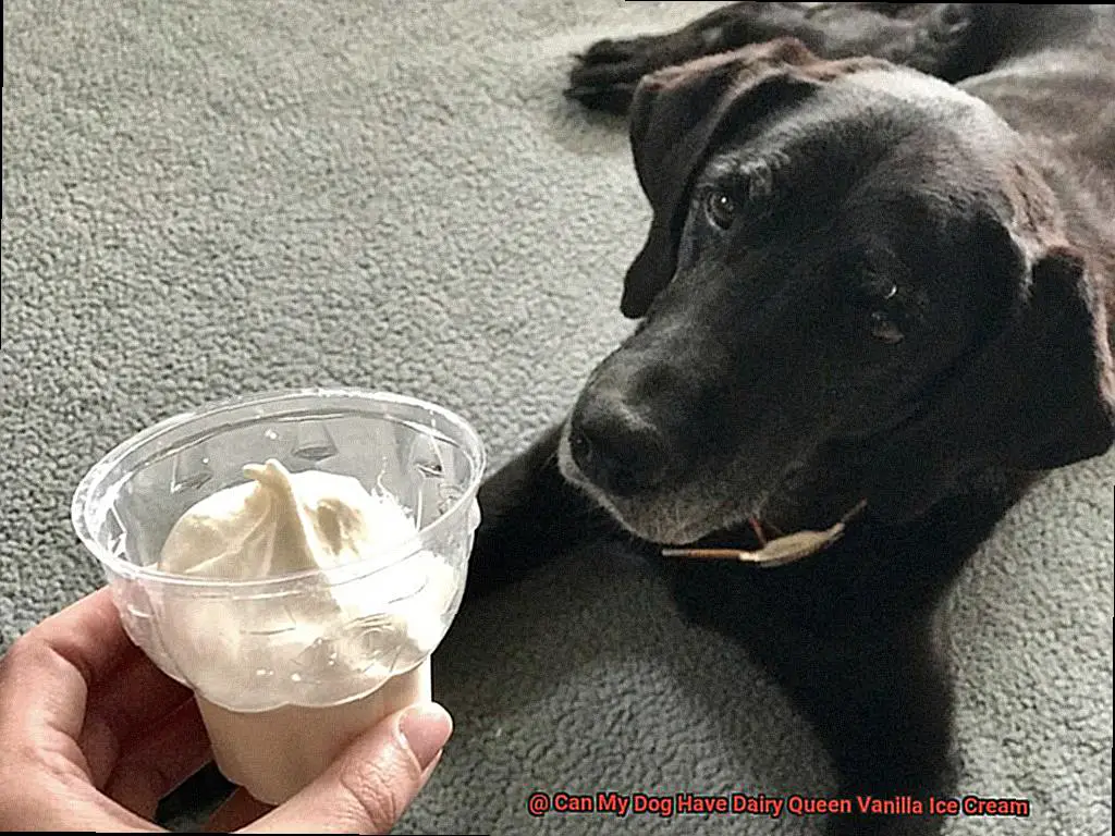 Can My Dog Have Dairy Queen Vanilla Ice Cream-2