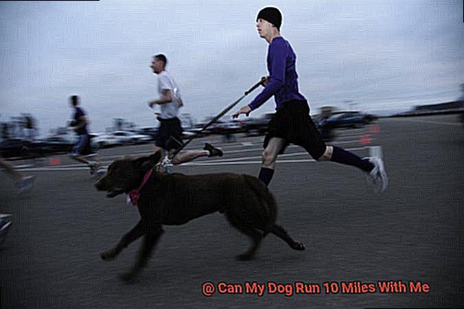 Can My Dog Run 10 Miles With Me-3