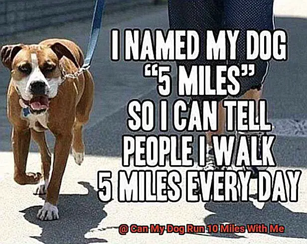 Can My Dog Run 10 Miles With Me-7