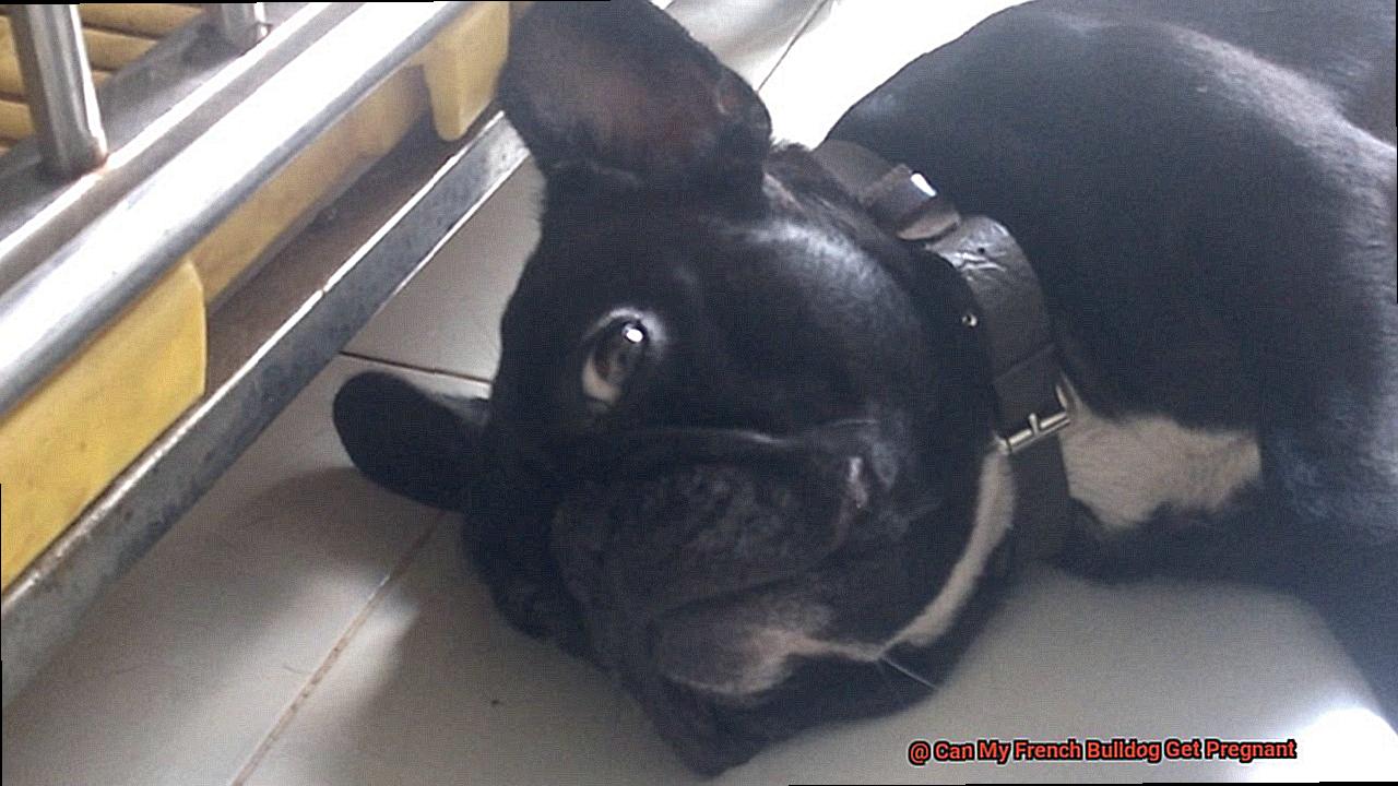 Can My French Bulldog Get Pregnant-6