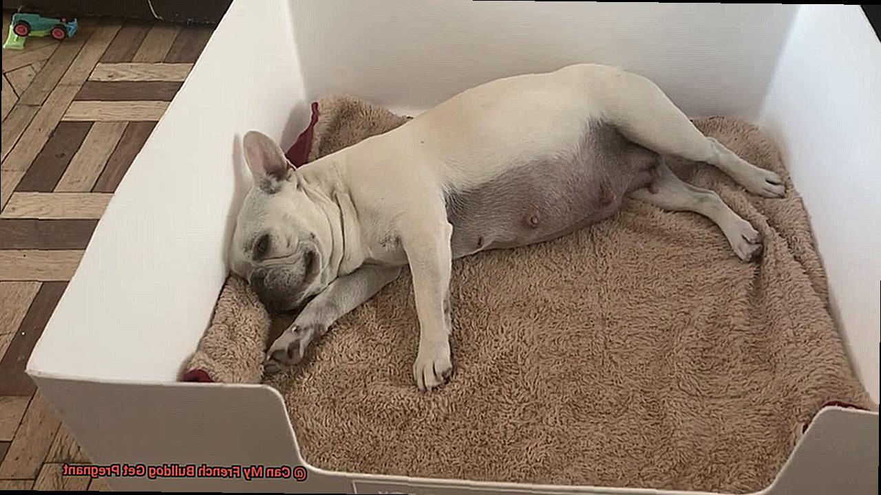 Can My French Bulldog Get Pregnant-7