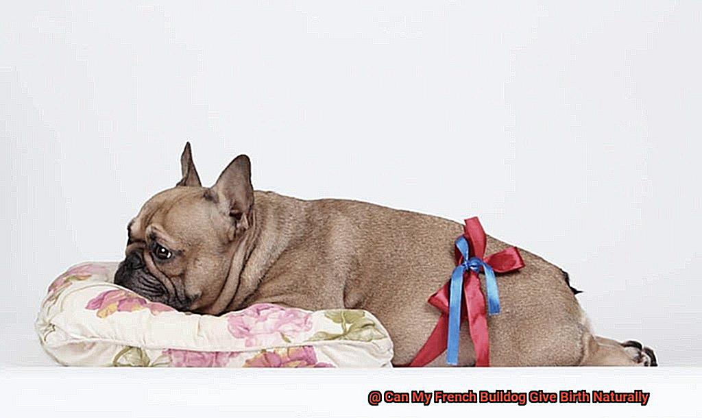 Can My French Bulldog Give Birth Naturally-3