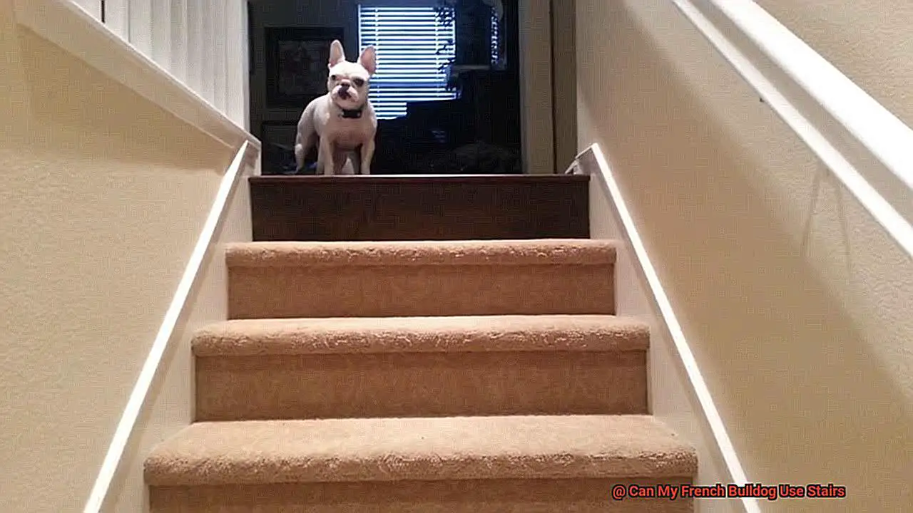 Can My French Bulldog Use Stairs-2