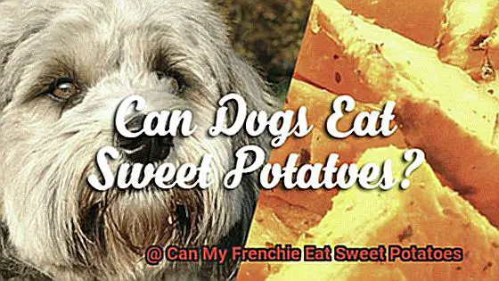 Can My Frenchie Eat Sweet Potatoes-2