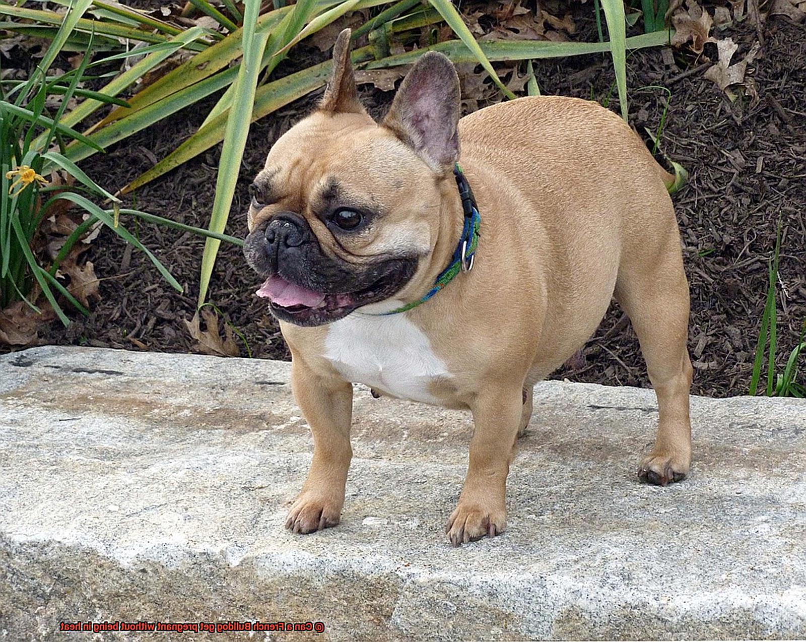 Can a French Bulldog get pregnant without being in heat-3