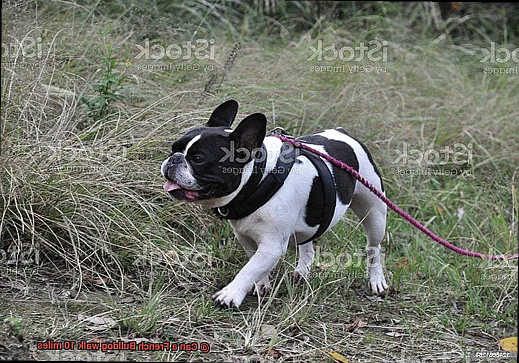 Can a French Bulldog walk 10 miles-2