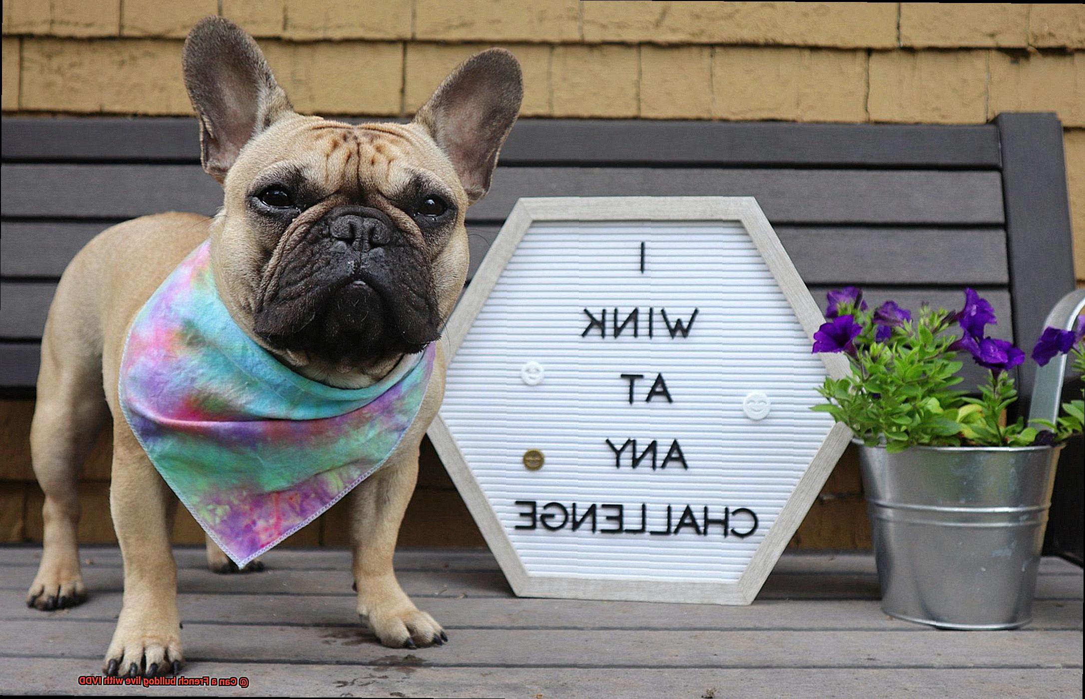 Can a French bulldog live with IVDD-5
