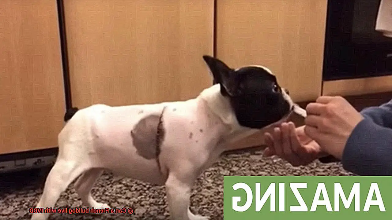 Can a French bulldog live with IVDD-3