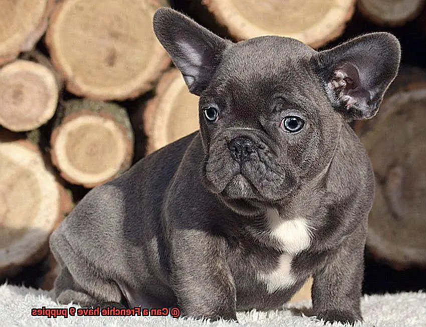 Can a Frenchie have 9 puppies-4