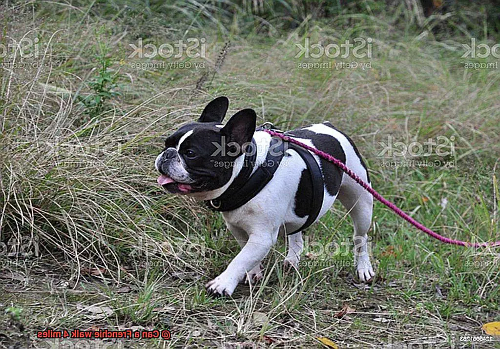 Can a Frenchie walk 4 miles-3