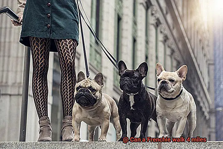 Can a Frenchie walk 4 miles-4