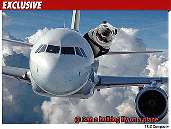 Can a bulldog fly on a plane-4