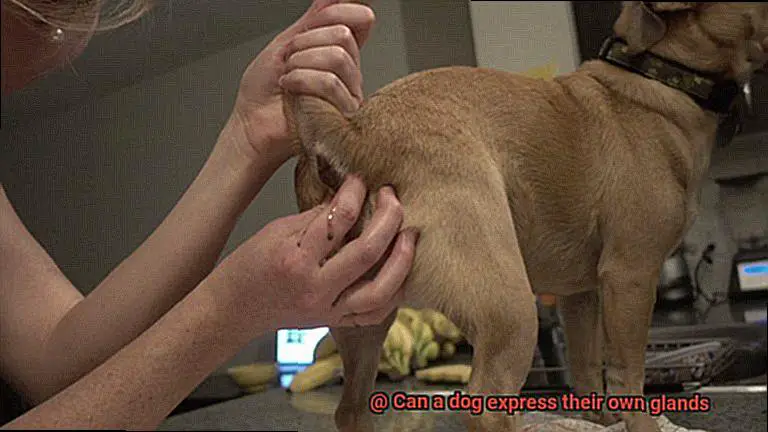 Can a dog express their own glands-5
