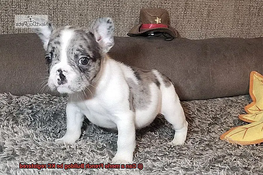 Can a merle French Bulldog be KC registered-3