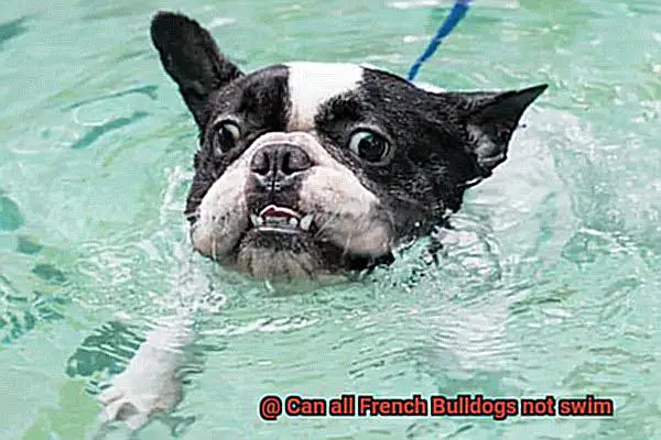 Can all French Bulldogs not swim-2