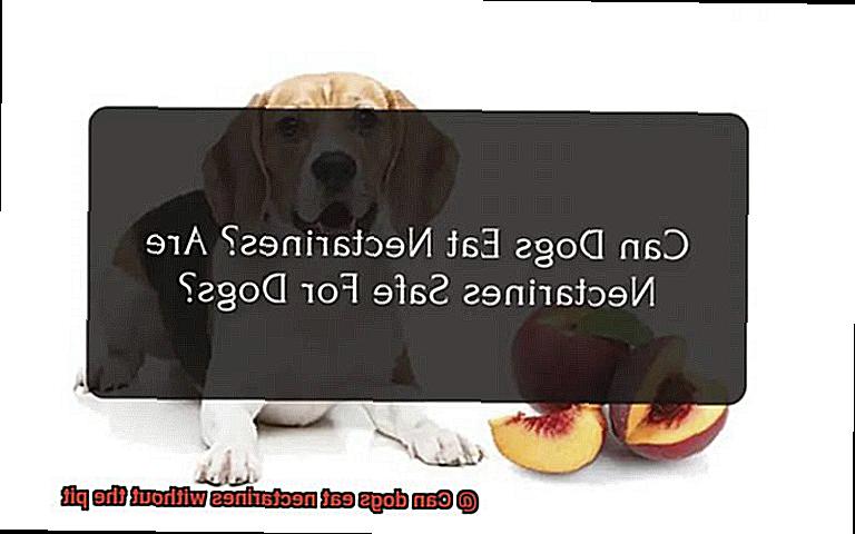 Can dogs eat nectarines without the pit-2