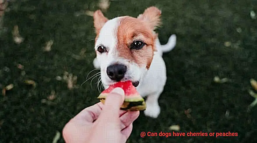 Can dogs have cherries or peaches-3