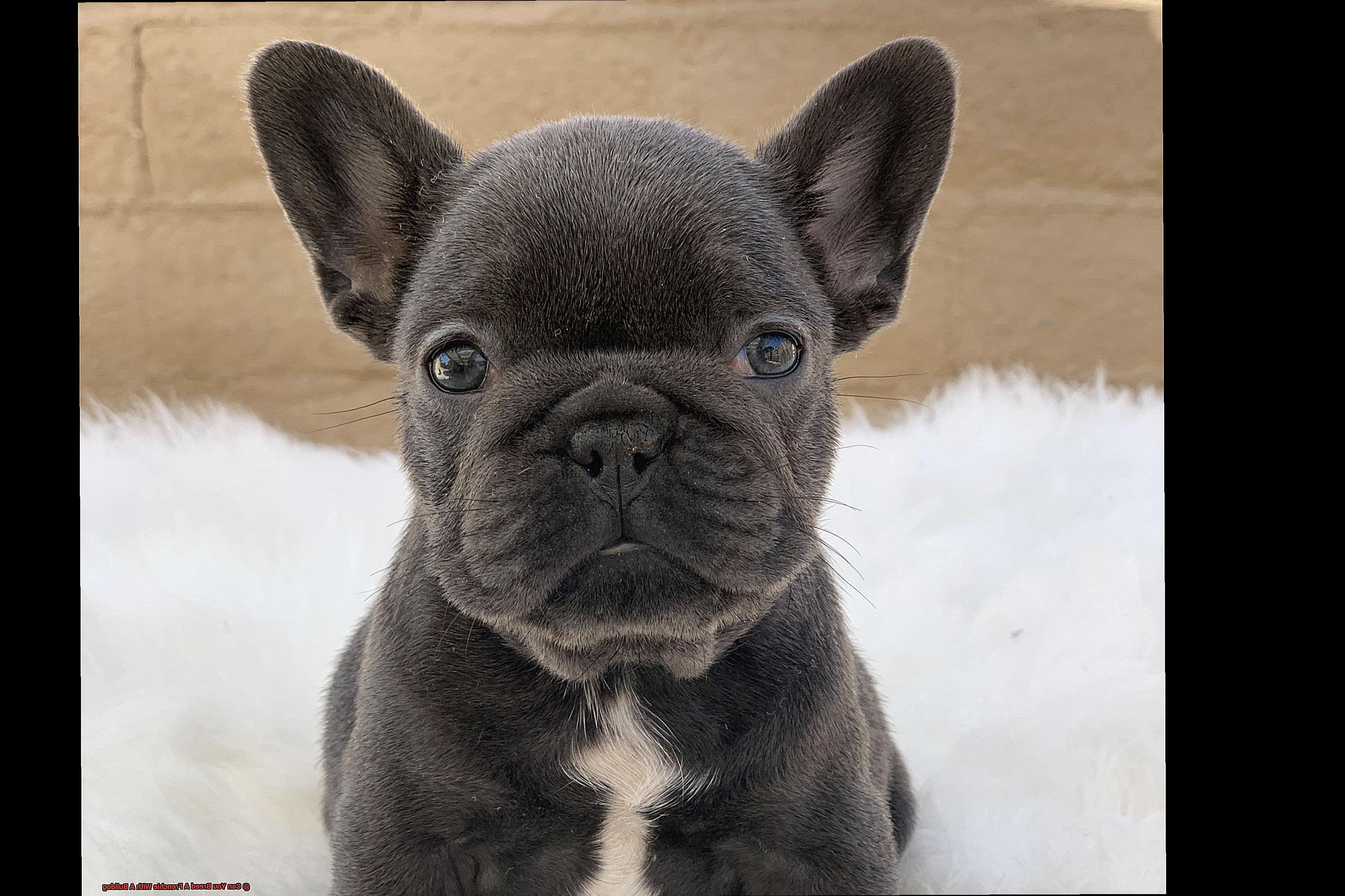 Can You Breed A Frenchie With A Bulldog-3