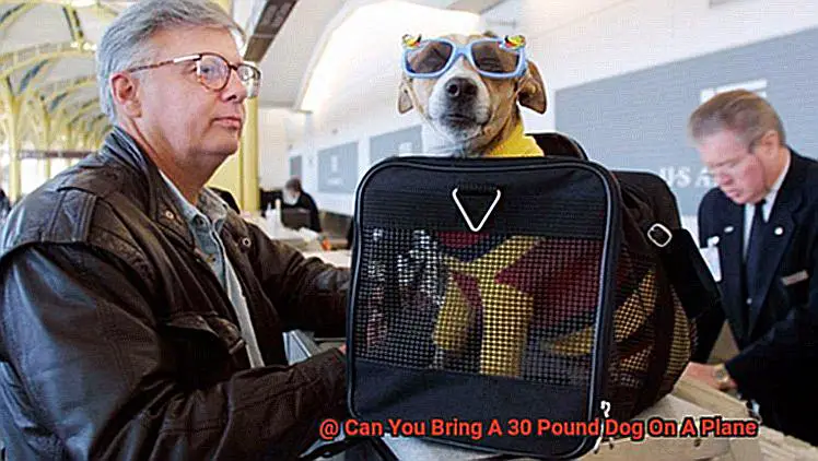 Can You Bring A 30 Pound Dog On A Plane-2