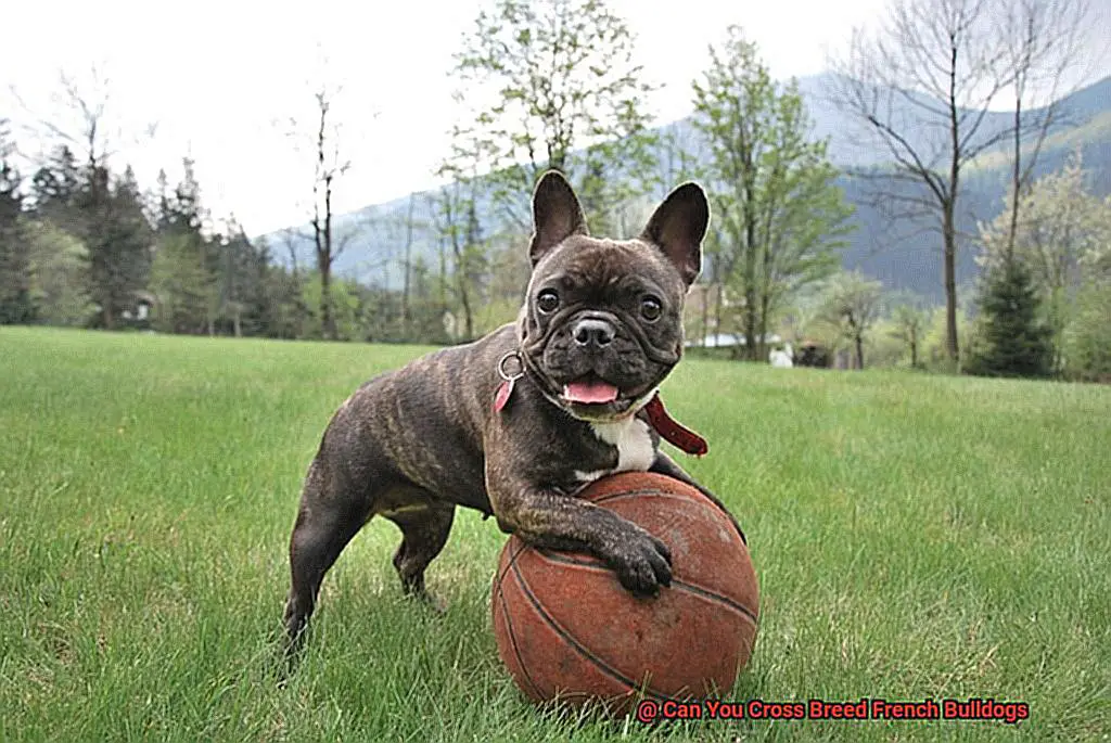 Can You Cross Breed French Bulldogs-2